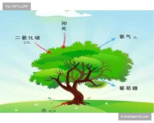 低碳森林互动游戏引导参与 积分机制传播绿色环保理念 低碳森林互动游戏引导参与 积分机制传播绿色环保理念